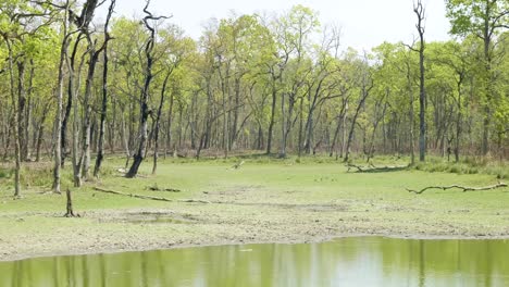 lake with crocodile in rainforest in the national park chitwan, nepal.