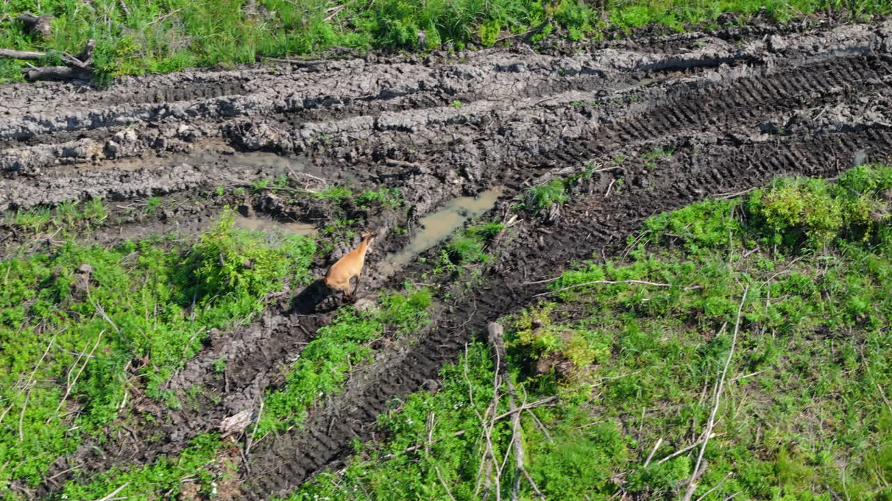 Drone video tracking a deer navigating through muddy terrain with vehicle tracks. Aerial wildlife observation showing cervid movement across disturbed natural environment.