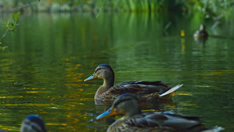 Female-European-ducks-swim-on-a-tranquil-lake,-preening-their-feathers-to-keep-them-clean