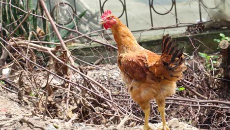 a chicken explores a dry garden area.