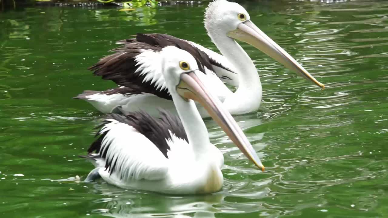 호수에서 수영하는 호주 펠리컨 (학명: Pelecanus Conspicillatus). 클로즈업
