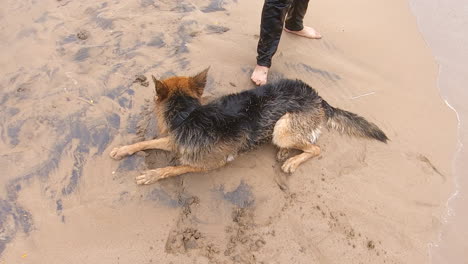 Lindo-Perro-Tirado-En-La-Arena-De-La-Playa-Se-Ve