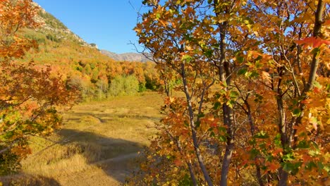 flying between trees in full autumn colors to reveal a golden mountain meadow in a vivedly colorful forest