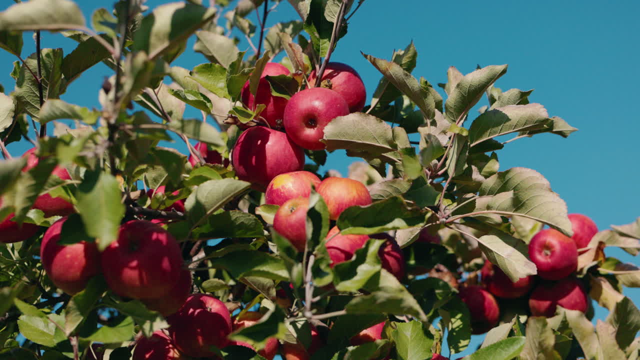 manzanas rojas en una rama de árbol