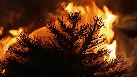 close up of a burning tree