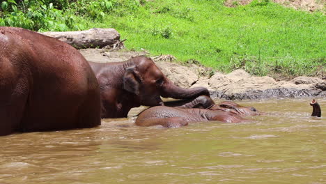 elephant family rolling around and playing in the water