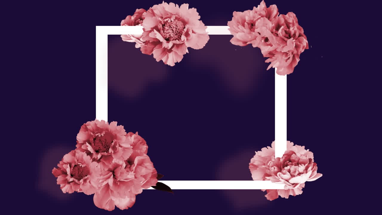 animación de marco blanco con flores rosas sobre fondo negro.