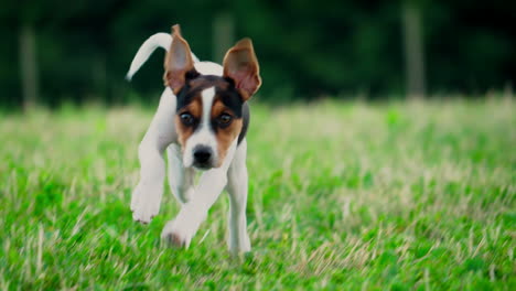 Puppy-dog-running-in-slow-motion-in-a-green-park-field