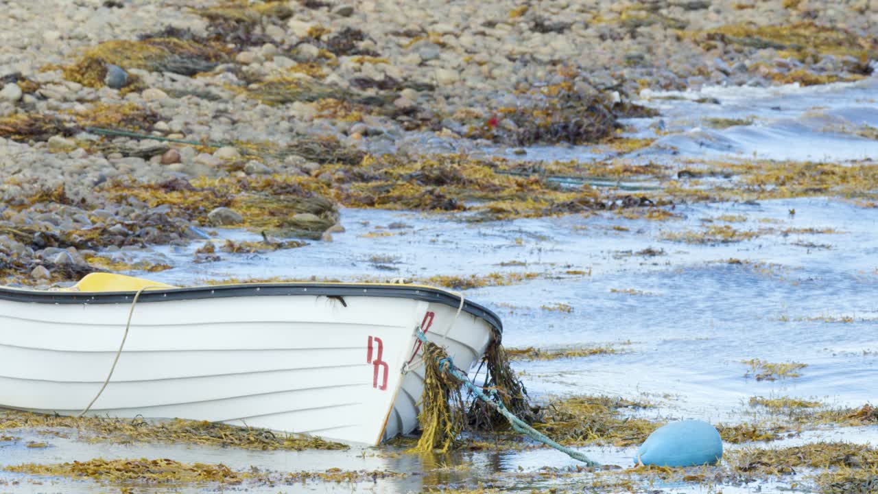 A white rowboat tethered to a blue buoy rocks slightly among kelp and stones on a tidal shoreline under soft daylight, with minimal camera movement