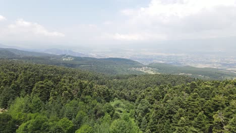 Kiefernwald-Hügel-Drohne-Fliegt