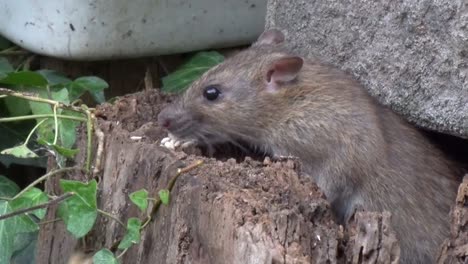 una rata noruega o marrón, rattus norvegicus, en busca de alimento en un jardín urbano