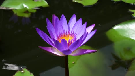 water lily bloom