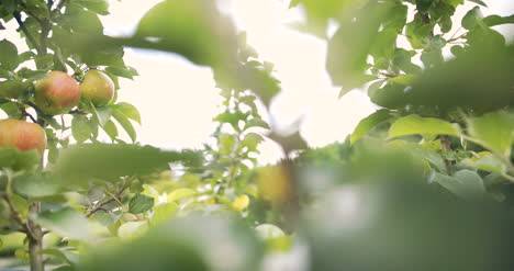 fresh apple on a tree branch 2