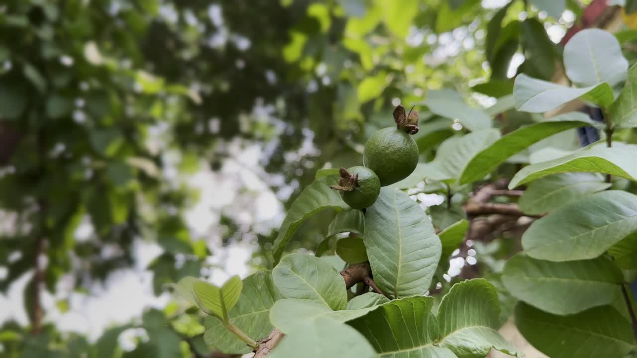 Branch of guava tree (Psidium guajava) with green unripe fruits and leaves gently swaying in the wind, captured in natural daylight. Represents tropical fruit farming