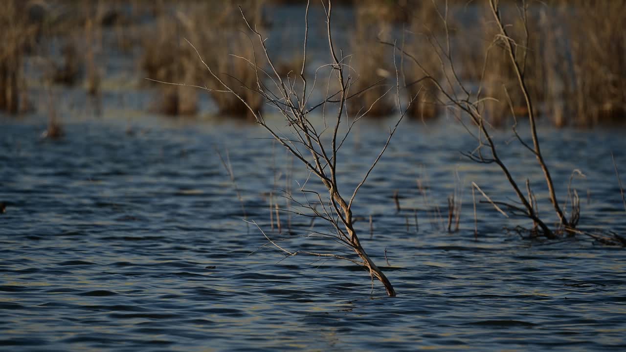 조류 보호 구역의 호수에 있는 마른 덤불