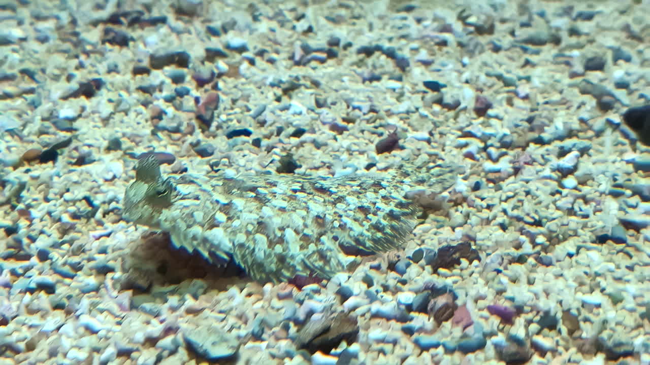 Flatfish swimming near bottom of sea and hides, close up