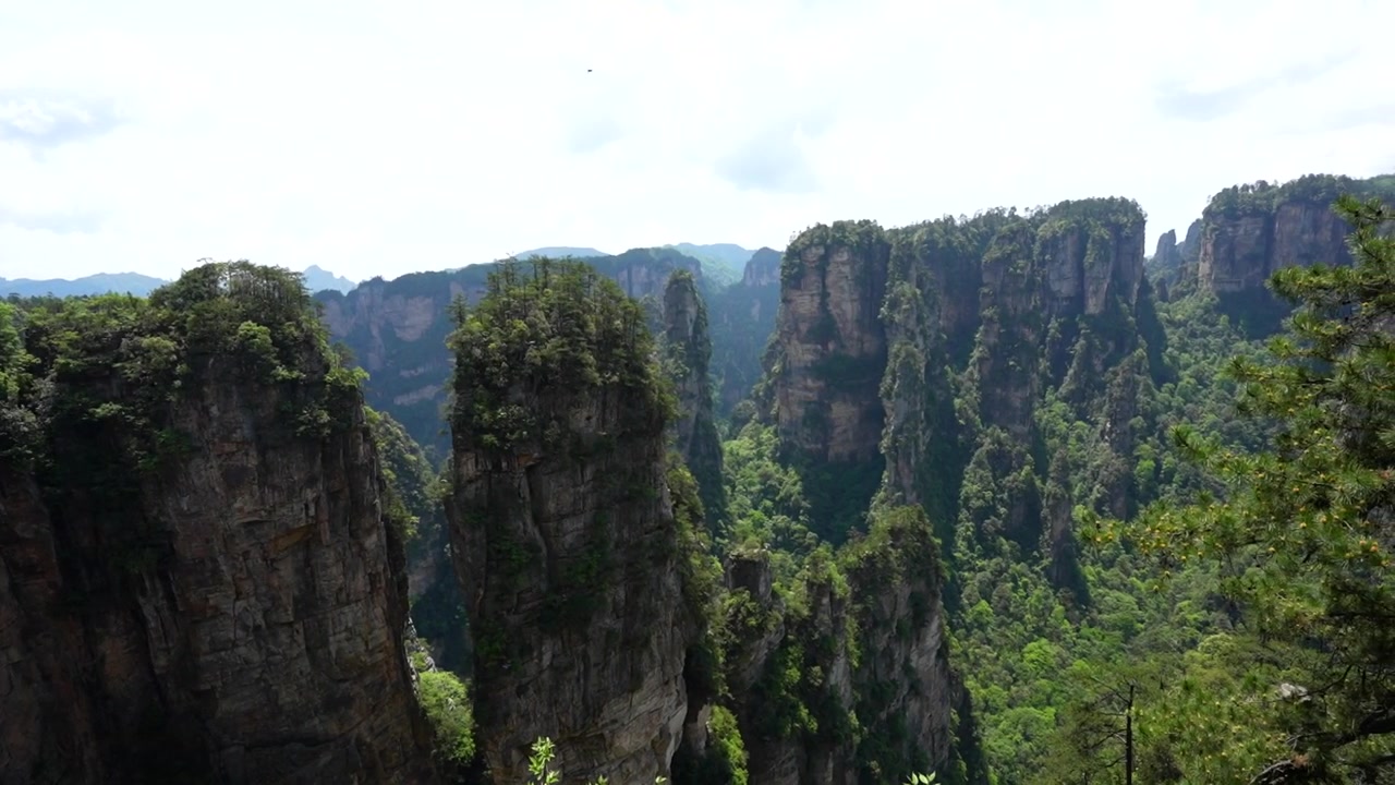 Imponenti picchi carsici coperti da una vegetazione lussureggiante nell'area di Wulingyuan nello Hunan, Cina.