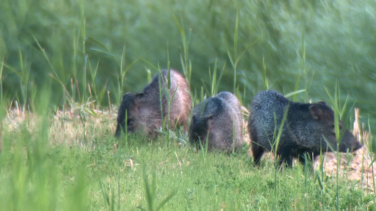 2016년 풀밭에서 포징하는 자벨리나 그룹과 그들의 새끼(페카르 테자쿠)