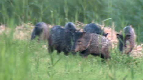 a group of javelinas and their younglings (pecar tejacu) foreging in grass 2016