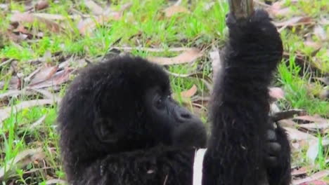 A-baby-gorilla-eats-a-eucalyptus-tree