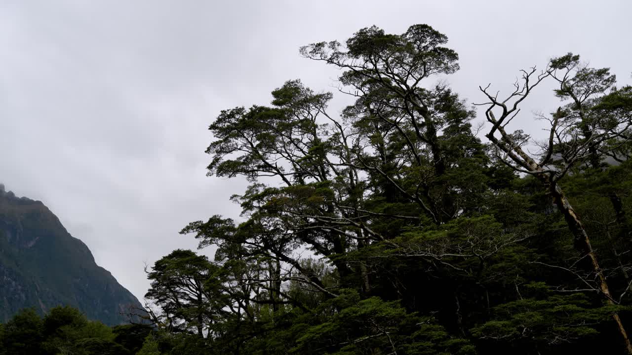 Lush forest and mountain under an overcast sky