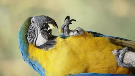 slow motion shot of blue and yellow macaw ara ararauna feeding himself with legs, close up, vertical video orientation