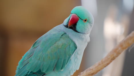 blue color rose-ringed parakeet psittacula krameri looking around - detailed shot