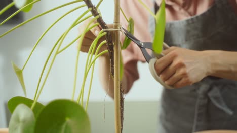 horticultor mujer desatando la planta de la estaca