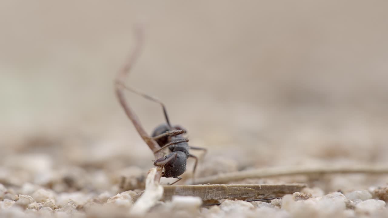 hormiga cortadora de hojas de sonora aka acromyrmex versicolor, primer plano macro