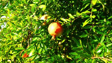 close-up view of ready-to-harvest fruit