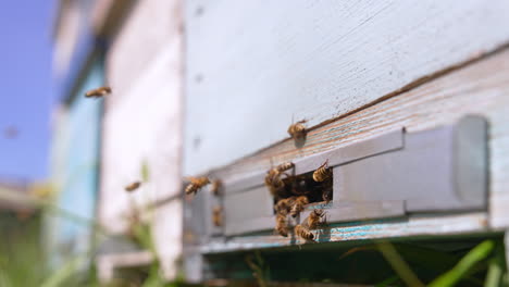 entering slot into a beehive. industrious bee insects coming back to their hives to produce honey. close up. blurred backdrop.