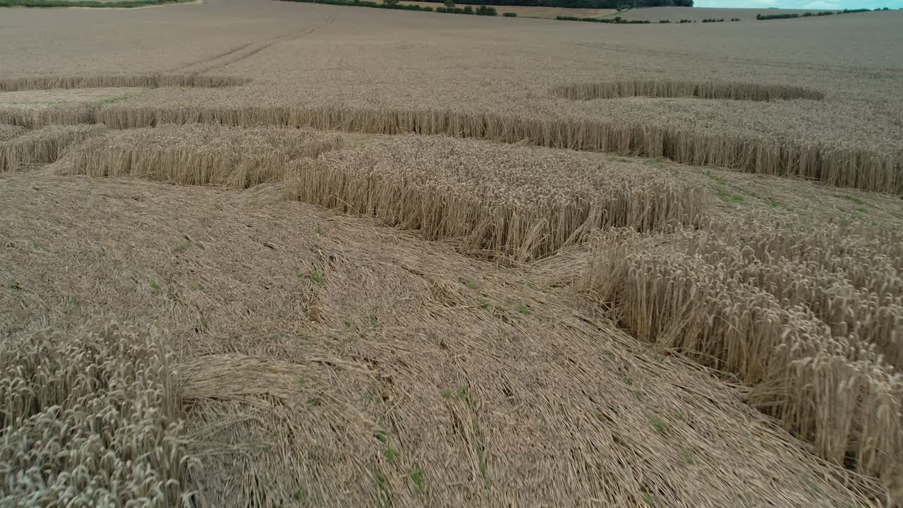 Swarraton barley field strange closeup crop circle vegetation aerial view following geometric pattern