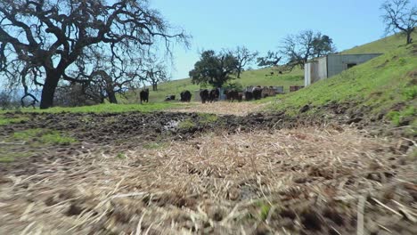 Low-angle-fast-moving-shot-of-cowboy-gathering-cattle-around-old-equipment