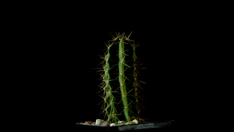 green cactus with sharp needles rotates on dark background.