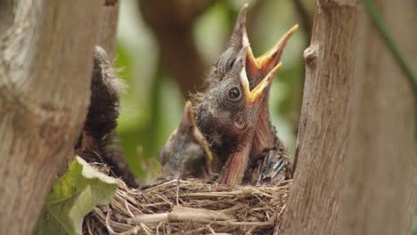 sweet tiny newborn baby black bird chicks with mouths wide open looking for food in outdoor natural nest in forest tree in natural habitat, close up static, italy