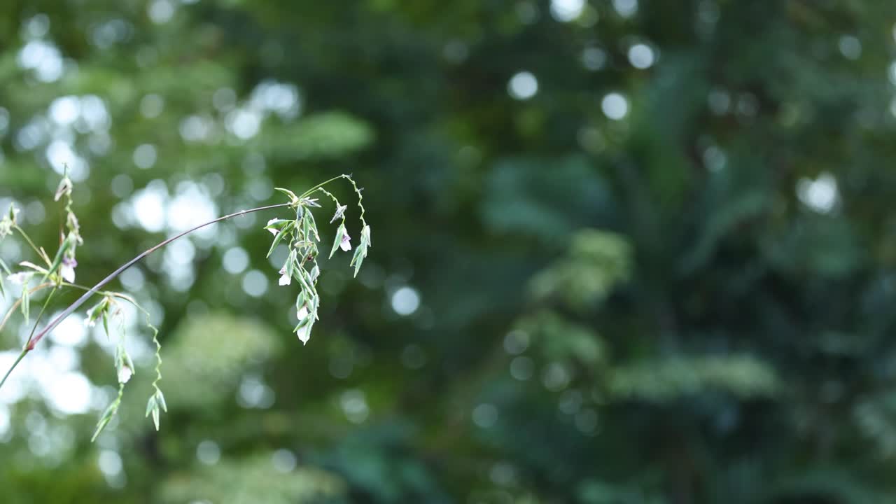 푸른 숲에서 꽃이 부드럽게 흔들리고