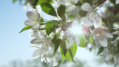 apple tree flowers blossoming against blue sunny sky. peaceful floral view