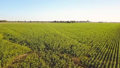 Luftaufnahme-Des-Hellgrünen-Landwirtschaftlichen-Feldes-Tagsüber---Drohne-Vorwärts