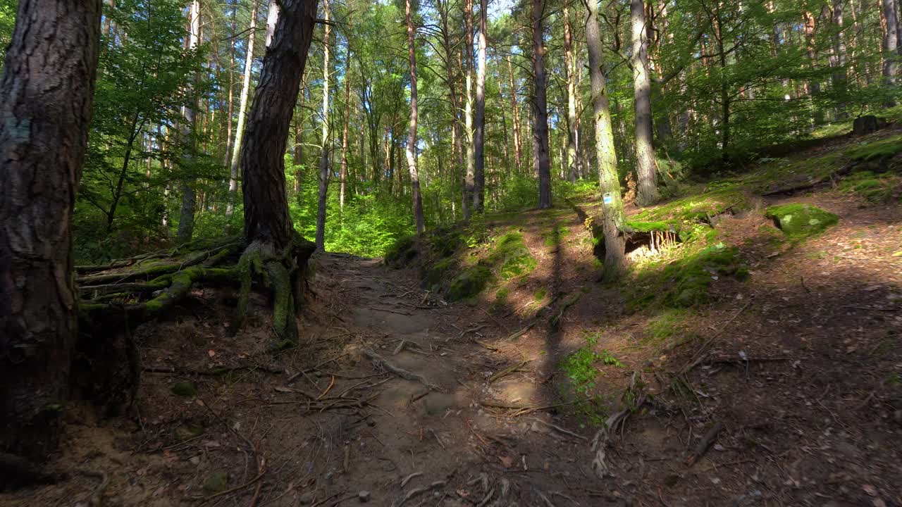 bajando por un hermoso sendero en el bosque con el cartel de los turistas y el sol asomándose a través de las hojas