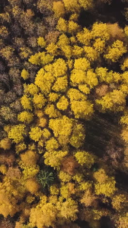 autumn forest from above