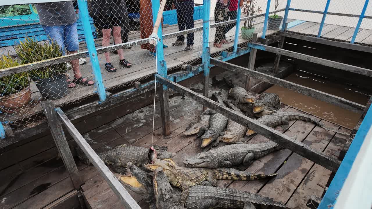 Siamese Crocodiles pile together in a fenced Cambodian attraction, watching the dangling bait above. A tourist sways it on a rope, tempting them to leap and bite.