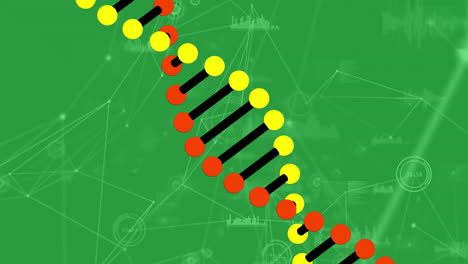 animación de la red de conexiones sobre la cadena de adn