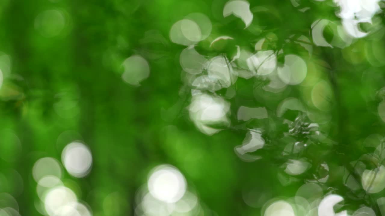 ramas de árboles y follaje verde ondeando en el viento en el bosque de verano. fondo abstracto con círculos blancos bokeh. 4k