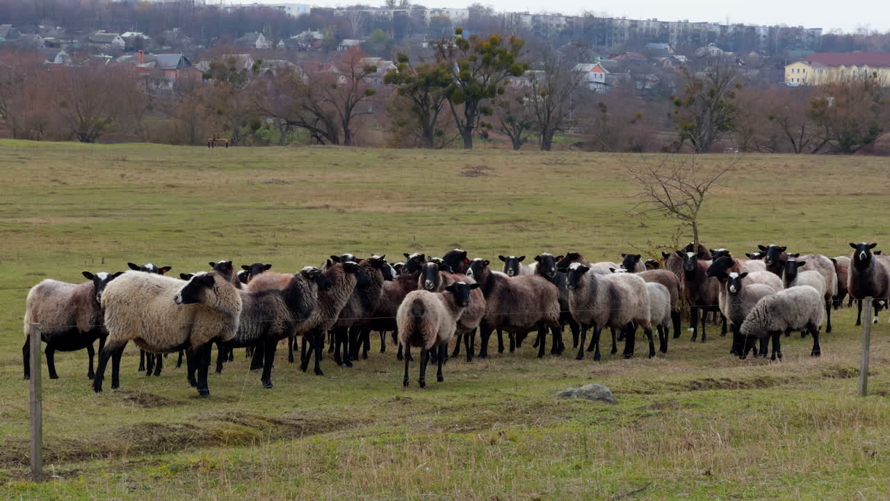 Group of black-muzzled sheep stand looking into camera. Small cattle pasturing in the field. Village at backdrop.