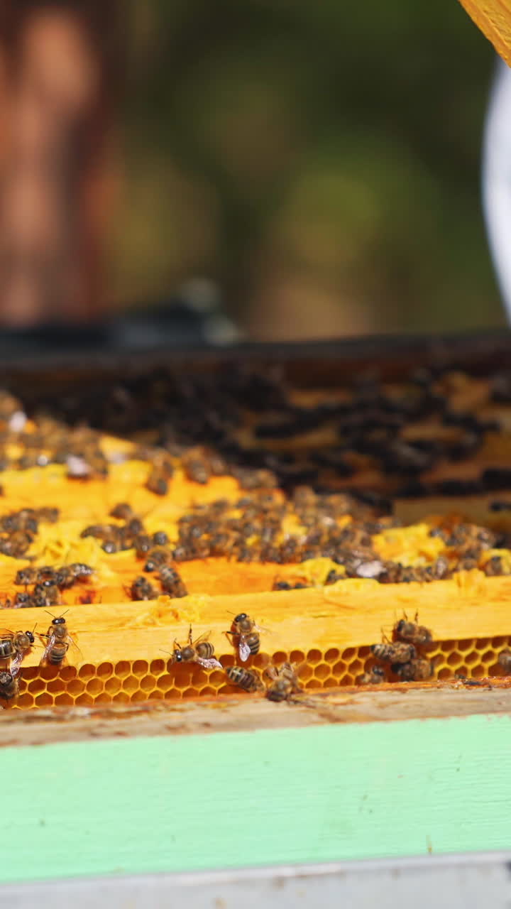 Yellow frames with honey of a bee hive. Beekeeper harvesting honey. Bee master inspecting beehive. Man holds a honey cell in his hands. Close-up. Vertical video