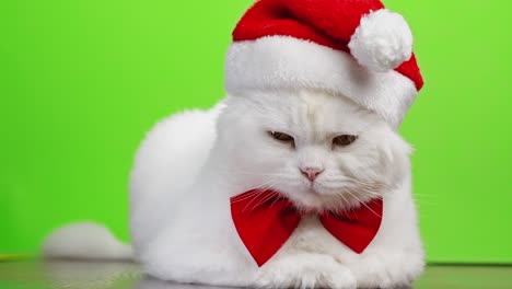 retrato festivo de gato blanco con pajarito rojo y sombrero de santa en fondo verde chromakey. imágenes de estudio 4k. lujoso gatito doméstico aislado.