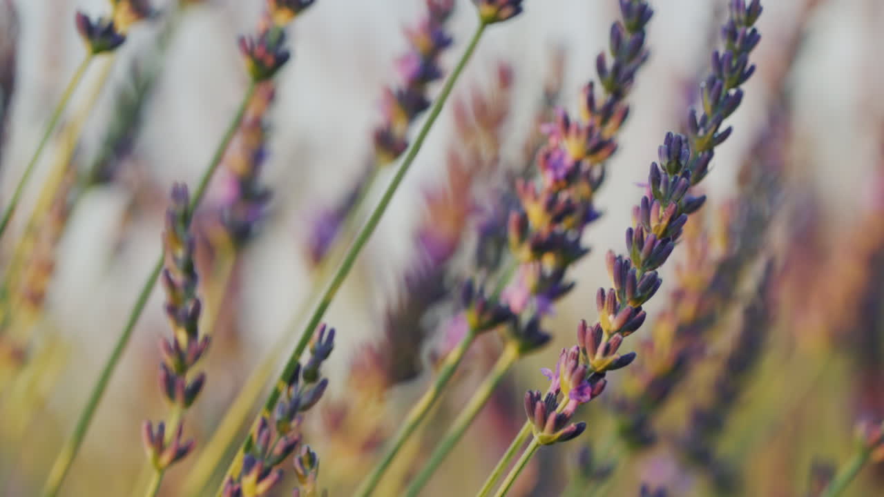 fila de arbustos de lavanda en el atardecer. video 4k