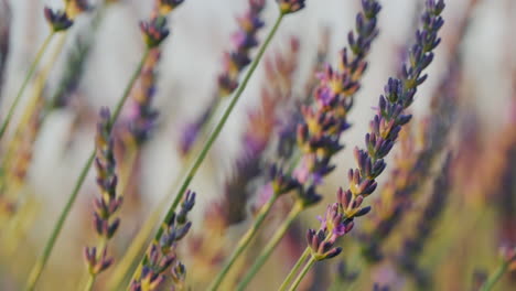 row of lavender bushes at sunset. 4k video