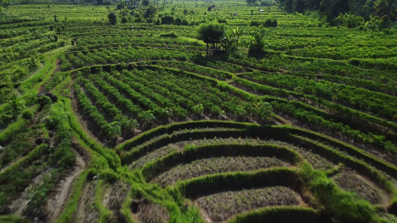 Bird's-Eye View with Tilt-Down Capturing the Exquisite Beauty of Sidemen's Paddy Fields in Bali, Indonesia