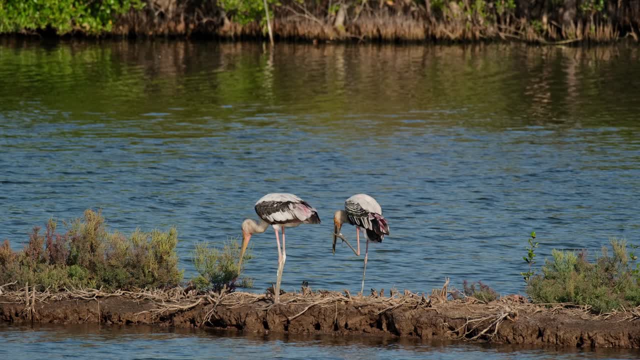 uno a la izquierda alcanzando el suelo con su pico mientras que el otro a la derecha rasca su pico con su pie izquierdo, cigüeña pintada mycteria leucocephala, tailandia